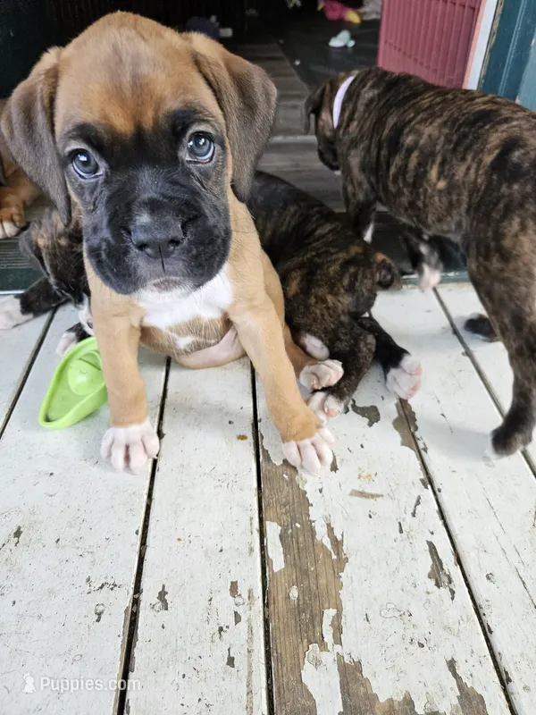 Tawny – Boxer puppy for sale in Gillett, PA