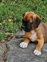 Tawny, a female Boxer for sale in Gillett, PA – 6 of 7