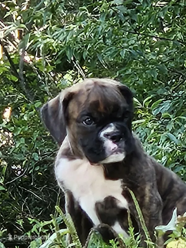 Veda – Boxer puppy for sale in Gillett, PA