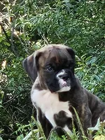 Veda, a female Boxer for sale in Gillett, PA – 1 of 3