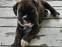 Veda, a female Boxer for sale in Gillett, PA – 3 of 3