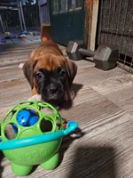 Tawny, a female Boxer for sale in Gillett, PA – 5 of 7