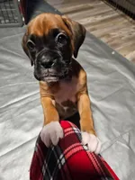 Tawny, a female Boxer for sale in Gillett, PA – 2 of 7