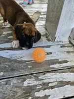 Tawny, a female Boxer for sale in Gillett, PA – 3 of 3