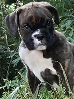 Veda, a female Boxer for sale in Gillett, PA – 2 of 3