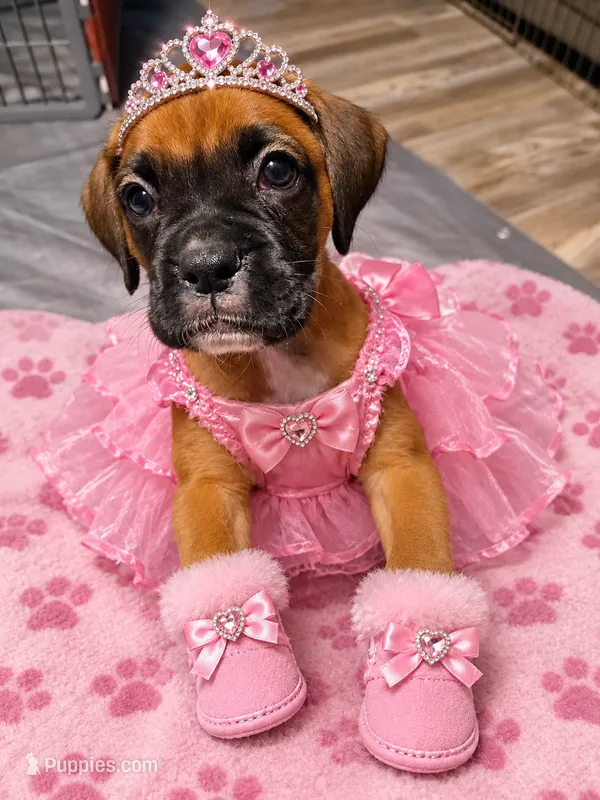Tawny – Boxer puppy for sale in Gillett, PA