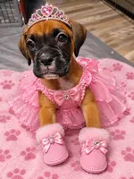 Tawny, a female Boxer for sale in Gillett, PA – 1 of 7