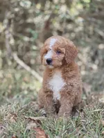 Lily, a female Miniature Goldendoodle for sale in Commerce, TX – 5 of 10