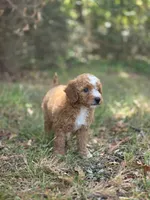 Stella, a female Miniature Goldendoodle for sale in Commerce, TX – 2 of 10