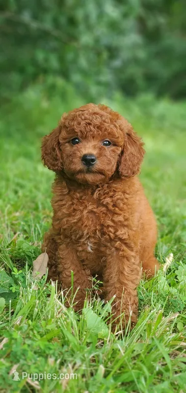 Peanut  – Miniature Goldendoodle puppy for sale in Commerce, TX