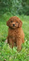 Peanut , a female Miniature Goldendoodle for sale in Commerce, TX – 1 of 10