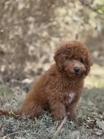 Benny, a male Miniature Goldendoodle for sale in Commerce, TX – 10 of 10