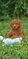 Peanut , a female Miniature Goldendoodle for sale in Commerce, TX – 6 of 10