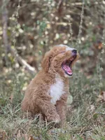 Lily, a female Miniature Goldendoodle for sale in Commerce, TX – 2 of 10