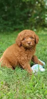 Maverick , a male Miniature Goldendoodle for sale in Commerce, TX – 5 of 10