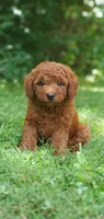 Rusty, a male Miniature Goldendoodle for sale in Commerce, TX – 9 of 10