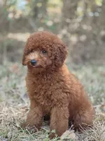 Rusty, a male Miniature Goldendoodle for sale in Commerce, TX – 9 of 10