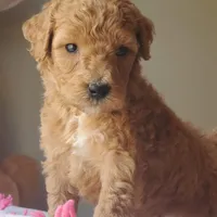 Charlie, a male Miniature Goldendoodle for sale in Oklahoma City, OK – Photo 2 of 10