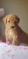 Charlie, a male Miniature Goldendoodle for sale in Chicago, IL – Photo 2 of 10