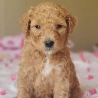 Charlie, a male Miniature Goldendoodle for sale in Oklahoma City, OK – Photo 9 of 10