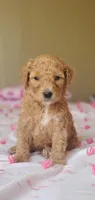 Charlie, a male Miniature Goldendoodle for sale in Chicago, IL – Photo 9 of 10