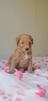 Charlie, a male Miniature Goldendoodle for sale in Chicago, IL – Photo 6 of 10