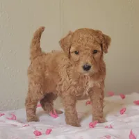 Charlie, a male Miniature Goldendoodle for sale in Oklahoma City, OK – Photo 4 of 10
