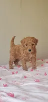 Charlie, a male Miniature Goldendoodle for sale in Chicago, IL – Photo 4 of 10