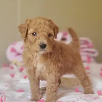 Charlie, a male Miniature Goldendoodle for sale in Oklahoma City, OK – Photo 5 of 10