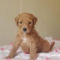 Charlie, a male Miniature Goldendoodle for sale in Oklahoma City, OK – Photo 3 of 10