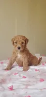 Charlie, a male Miniature Goldendoodle for sale in Chicago, IL – Photo 3 of 10