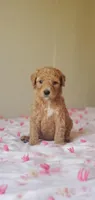 Charlie, a male Miniature Goldendoodle for sale in Chicago, IL – Photo 7 of 10