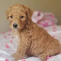Charlie, a male Miniature Goldendoodle for sale in Oklahoma City, OK – Photo 8 of 10