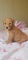 Charlie, a male Miniature Goldendoodle for sale in Chicago, IL – Photo 8 of 10