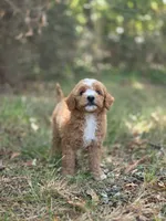 Stella, a female Miniature Goldendoodle for sale in Commerce, TX – 4 of 10