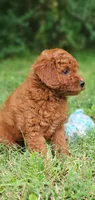Peanut , a female Miniature Goldendoodle for sale in Commerce, TX – 8 of 10