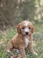 Stella, a female Miniature Goldendoodle for sale in Commerce, TX – 8 of 10