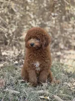Benny, a male Miniature Goldendoodle for sale in Commerce, TX – 5 of 10
