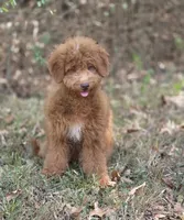 Cookie , a female Miniature Goldendoodle for sale in Commerce, TX – 5 of 8