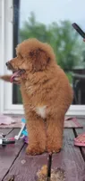 Mia, a female Miniature Goldendoodle for sale in Commerce, TX – 9 of 10