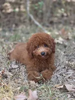 Rusty, a male Miniature Goldendoodle for sale in Commerce, TX – 7 of 10
