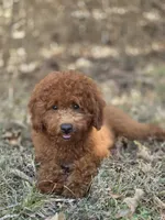 Benny, a male Miniature Goldendoodle for sale in Commerce, TX – 4 of 10