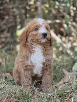 Lily, a female Miniature Goldendoodle for sale in Commerce, TX – 10 of 10