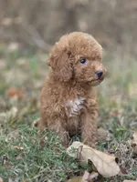 Muffin, a female Miniature Goldendoodle for sale in Commerce, TX – 9 of 10