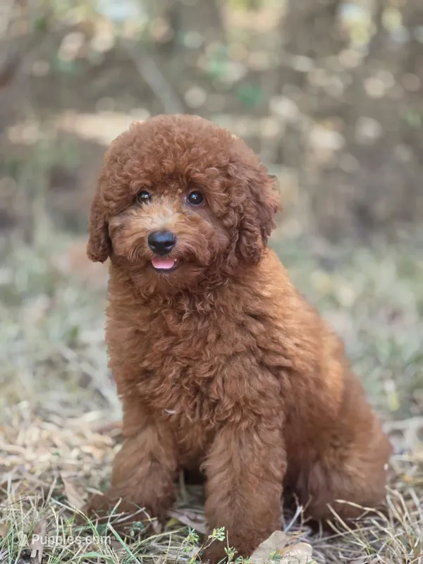 Rusty – Miniature Goldendoodle puppy for sale in Commerce, TX