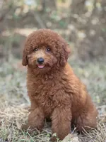Rusty, a male Miniature Goldendoodle for sale in Commerce, TX – 1 of 10