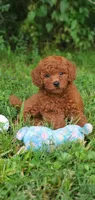 Peanut , a female Miniature Goldendoodle for sale in Commerce, TX – 2 of 10