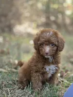 Ivy, a female Miniature Goldendoodle for sale in Commerce, TX – 9 of 9