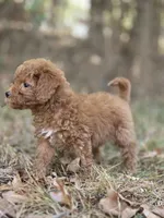 Muffin, a female Miniature Goldendoodle for sale in Commerce, TX – 4 of 10