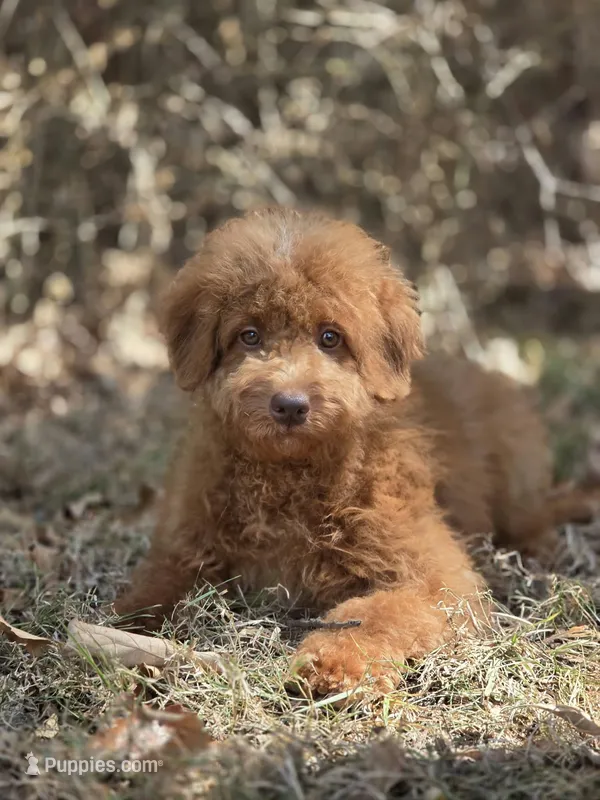 Cookie  – Miniature Goldendoodle puppy for sale in Commerce, TX